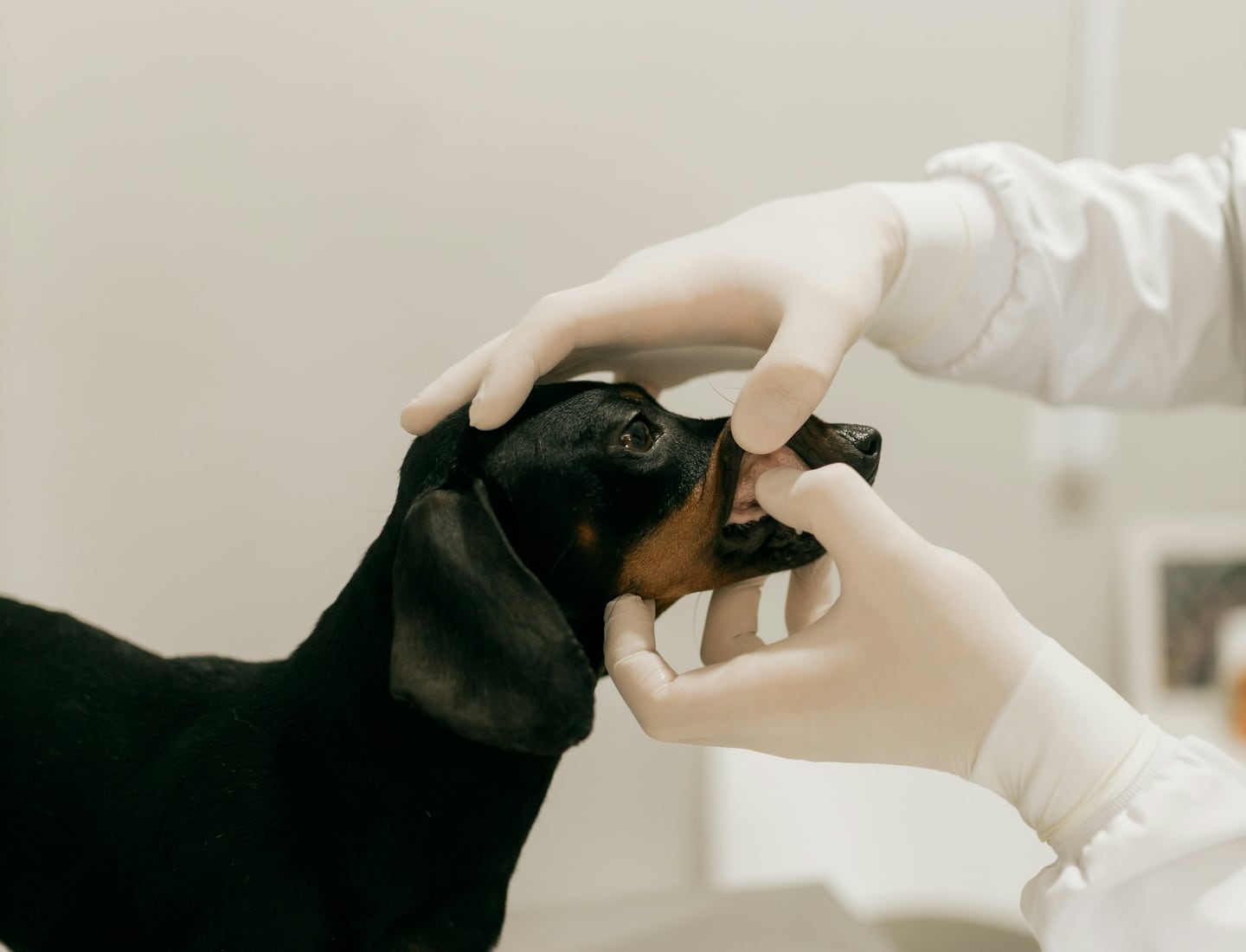 A veterinarian calmly examining a dachshund