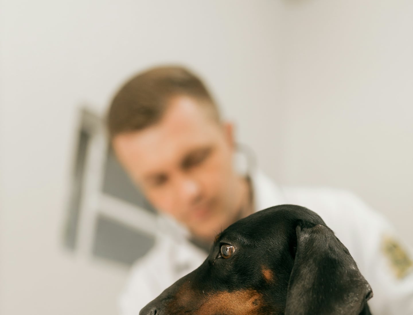 A veterinarian calmly examining a dachshund